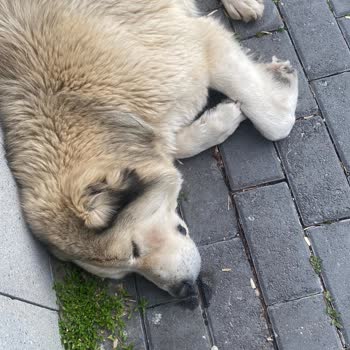 Sincan Belediyesi Sokak Hayvanına Acil Yardım Talebinde Gecikme Ve İlgisizlik