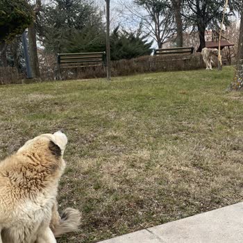 Sincan Belediyesi Sokak Hayvanına Acil Yardım Talebinde Gecikme Ve İlgisizlik