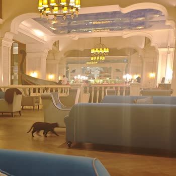 Sueno Golf Otel'de Her Yerde Kedi Var!