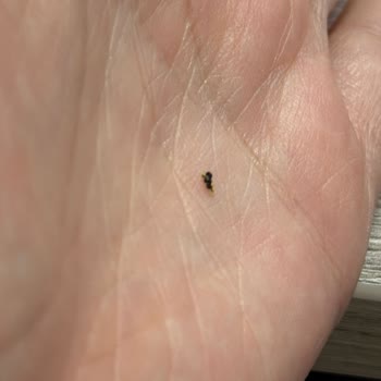 Eti Gong Pops Ürünü İçinde Böcek Çıktı Ve Geri Dönüş Yok