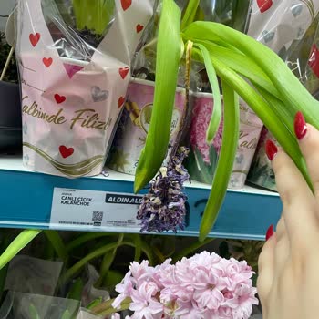 A101 Bahçelievler Şubesinde Çiçeklerin Klima Altında Kuruyup Ölmesi