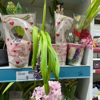 A101 Bahçelievler Şubesinde Çiçeklerin Klima Altında Kuruyup Ölmesi