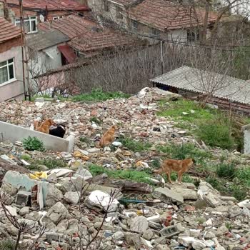 Başbaşa Köpek Saldırısı Ve Çocuk Güvenliği Tehlikesi