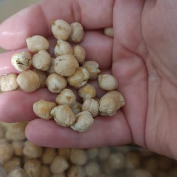 Yayla Bakliyat Nohudun Tamamına Yakınının Üstünün Benek Benek Küf Tuttuğunu Gördüm