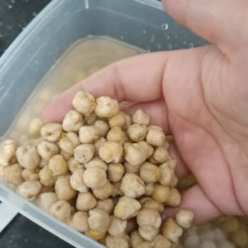 Yayla Bakliyat Nohudun Tamamına Yakınının Üstünün Benek Benek Küf Tuttuğunu Gördüm