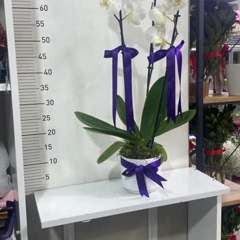 Çiçek Siparişi Dökülmüş Ve Özensiz Taşınmış