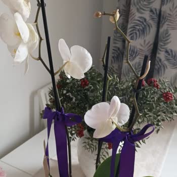 Çiçek Siparişi Dökülmüş Ve Özensiz Taşınmış