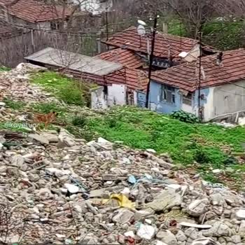 Gaziosmanpaşa Belediyesi Başıboş Köpekler