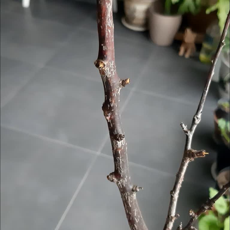 Kaliteli Reklamların Aksine Bakımsız Kayısı Fidanı Gönderildi