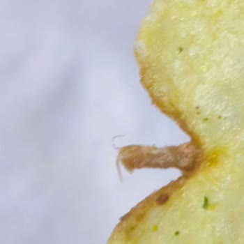 Cips Ve Yoğurt İçinde Dal: Hijyen İhlali Ve Ücret İadesi Talebi