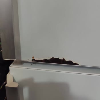 Bosch Refrigerator Chronic Defect - No Fix At Services