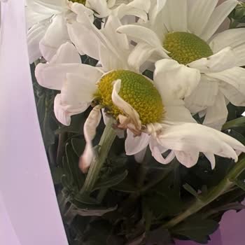 Lilyana Flowers Kalitesi Bu Oluyor