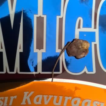 Amigo Mısır Kavurmasında Tahta Parçası Ve Çürük Mısır Bulunması