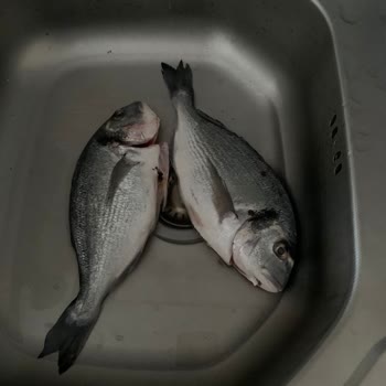 Eksik Çipura Balığı Teslim Edildi, Müşteri Hizmetlerinden Yanıt Gelmedi