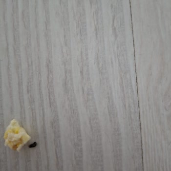 Şok Mağazasından Aldığım Eti Gong Ürününün İçindeki Kararmış Cisimler Hijyen Sorunu