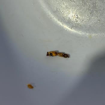 Lay’s Karides Kokteyl Cipsinde Kurumuş Böcek Tespiti