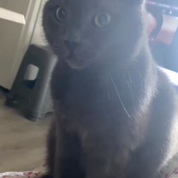 Pet Life Veteriner Kliniği Silivri İlgisiz Tavır