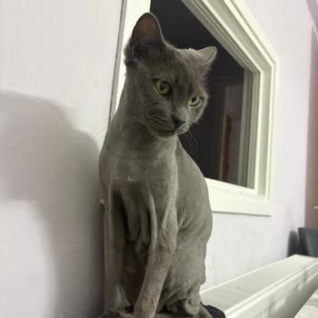 Pet Life Veteriner Kliniği Silivri İlgisiz Tavır