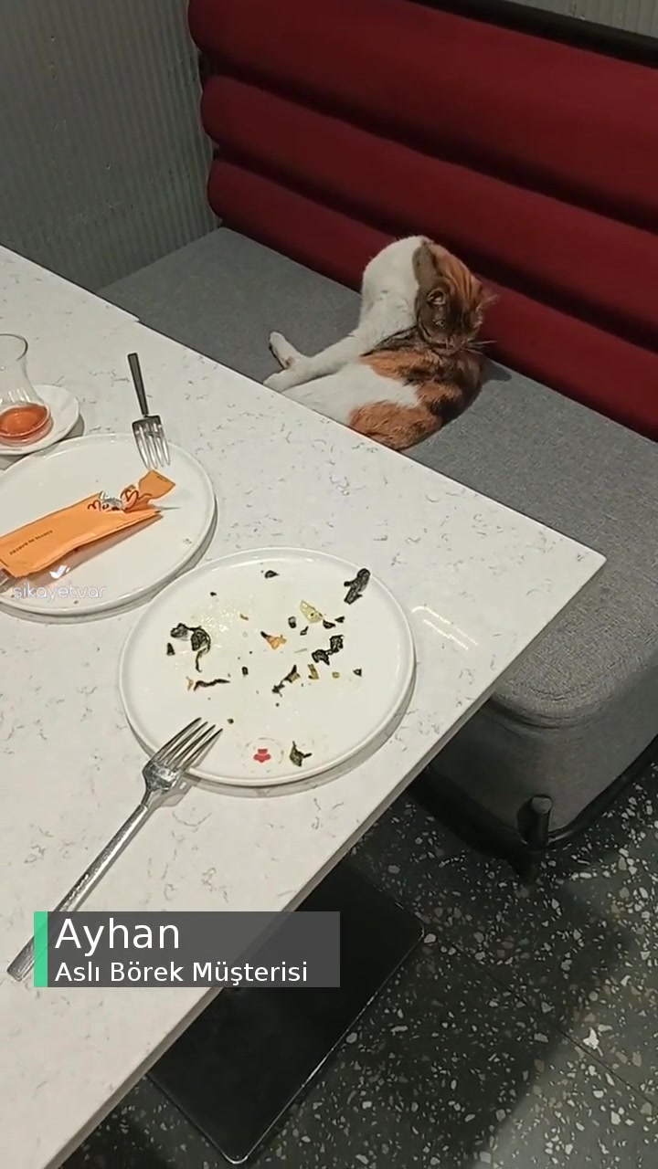 Bağlarbaşı Aslı Börek'te Kedi Sorunu! videonun kapak resmi