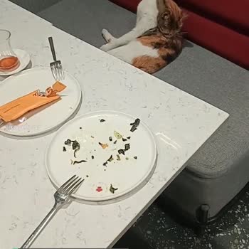 Bağlarbaşı Aslı Börek'te Kedi Sorunu!