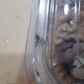 Migros Çiğ Çerez Tabağında Kelebek Böcek Var!