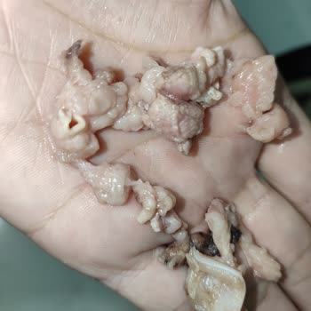 Kuzu Saç Kavurmasında Kemik Parçaları Ve Yağ Fazlası Hijyen İhlali