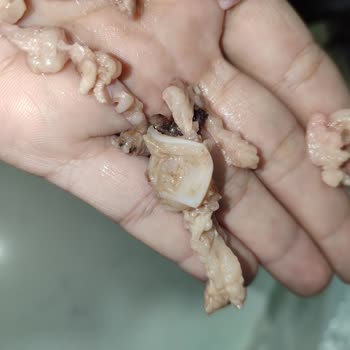 Kuzu Saç Kavurmasında Kemik Parçaları Ve Yağ Fazlası Hijyen İhlali