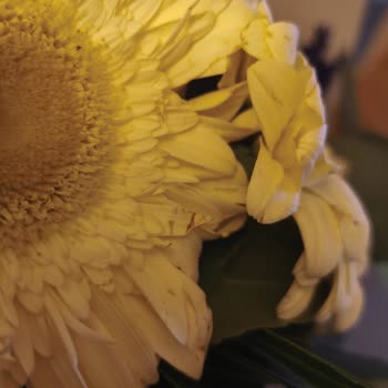 Görseldeki Canlı Çiçekler Solmuş Ve Paketi Özensiz Geldi