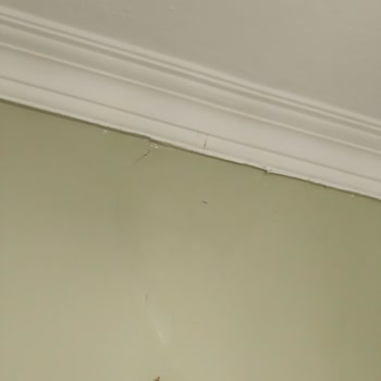 Üst Kat Dairesindeki Sürekli Su Sızıntısı Ve Geniş Hasara Karşı Şikayet