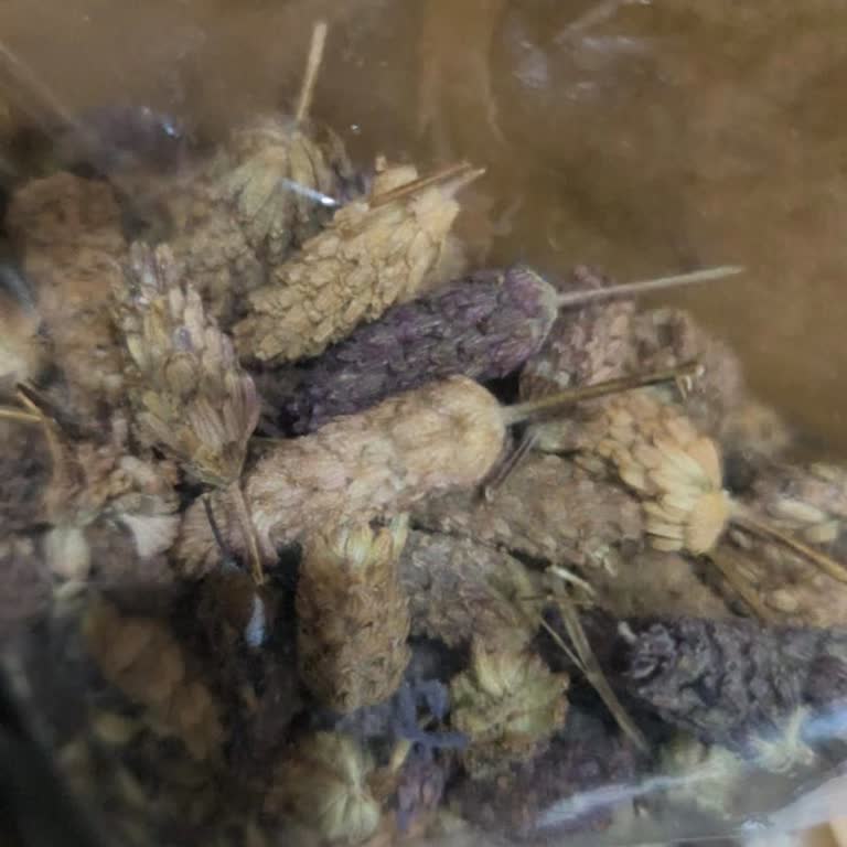 Sararmış Ve Karışık Karabaş Otu, Şikayetimize Cevap Almıyoruz