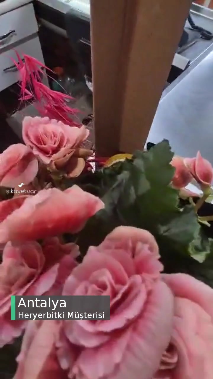 Heryerbitki Paramparça Ve Solmuş Olarak Gönderilen Çiçek videonun kapak resmi