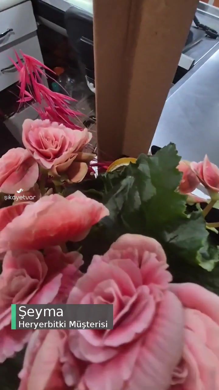 Heryerbitki Yanlış Tarih Ve Deforme Olmuş, Çiçekleri Kopmuş, Özensiz Sipariş videonun kapak resmi