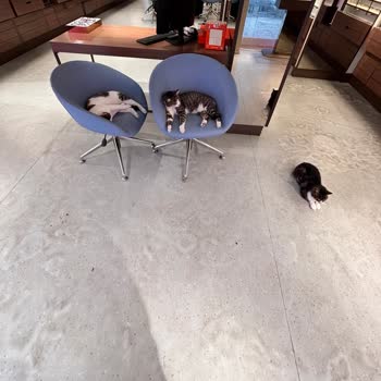 Atasun Optik Karşıyaka Şubesinde Kediler Nedeniyle Hijyen Sorunları