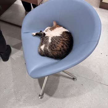 Atasun Optik Karşıyaka Şubesinde Kediler Nedeniyle Hijyen Sorunları