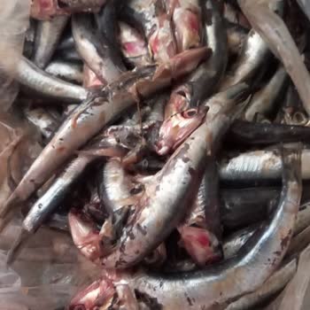 Hamsi Kalitesiz Ve Hijyenik Olmayan Şekilde Teslim Edildi