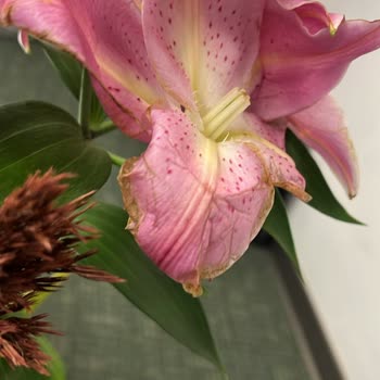 Kırık Çiçek Ve Saygısız Kurye Sebebiyle Ücret İadesi Talep Ediyorum