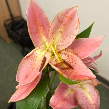 Kırık Çiçek Ve Saygısız Kurye Sebebiyle Ücret İadesi Talep Ediyorum