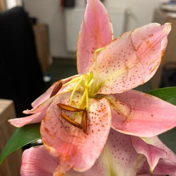 Kırık Çiçek Ve Saygısız Kurye Sebebiyle Ücret İadesi Talep Ediyorum