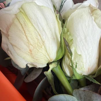 İki Kez Üst Üste Bayat Çiçek Gönderimi Güvenimizi Sarsıyor