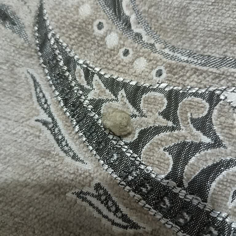 Amigo Siyah Tuzlu Ay Çekirdeği İçinde Taş Bulundu