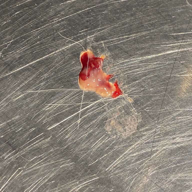 Altınordu İlçe Tarım Ve Orman Müdürlüğü’nde Kedime Uygulanan Kuduz Aşısının Ağır Yan Etkileri