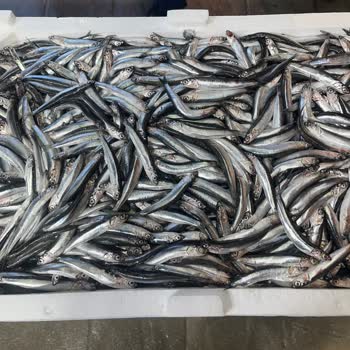 Balık Reyonunda Bayat Hamsi Sunumu Ve Personelin Saygısız Yaklaşımı