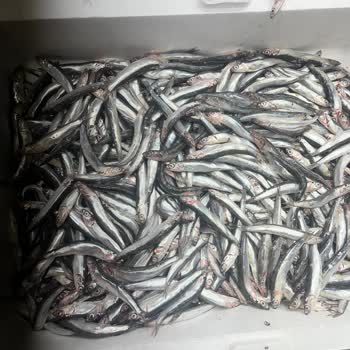 Balık Reyonunda Bayat Hamsi Sunumu Ve Personelin Saygısız Yaklaşımı