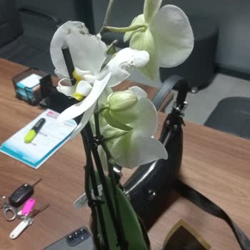 Aliağa Şubesinden Tekrarlanan Kusurlu Çiçek Teslimatı Ve Geri Ödeme Talebi