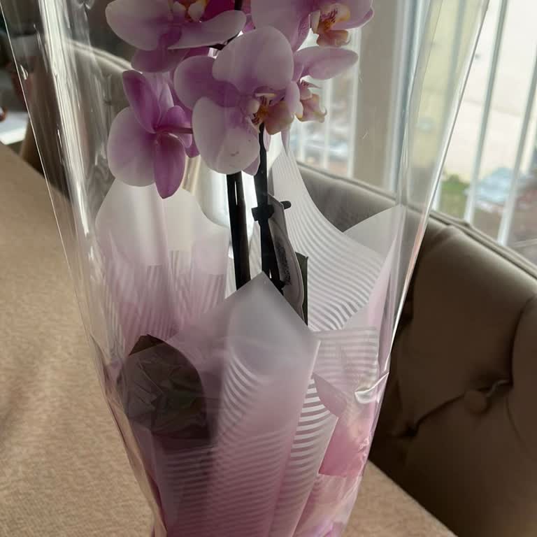 Stokta Olmayan Orkide Satışı Ve Yanlış Renk Gönderimi