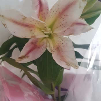 Hızlı Çiçek | Hizlicicek.com Çiçekler Çürük, Solmuş Ve Kesinlikle Sipariş Verdiğim Gibi Değildi