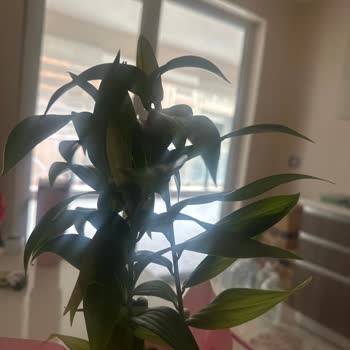 Sevgililer Günü İçin Yanlış Çiçek Gönderimi Ve Cevapsız Müşteri Hizmeti