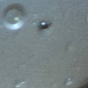 Kapağın İçinde Böcek Bulunan Ton Balığı Üzerinde Sağlık Riski Ve Hijyen İhlali