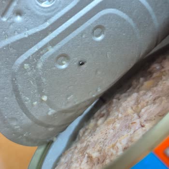 Kapağın İçinde Böcek Bulunan Ton Balığı Üzerinde Sağlık Riski Ve Hijyen İhlali
