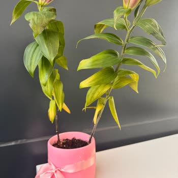 Sevgililer Günü Çiçeği Kurumuş, Saksı Bozuk Ve Yanlış Teslim